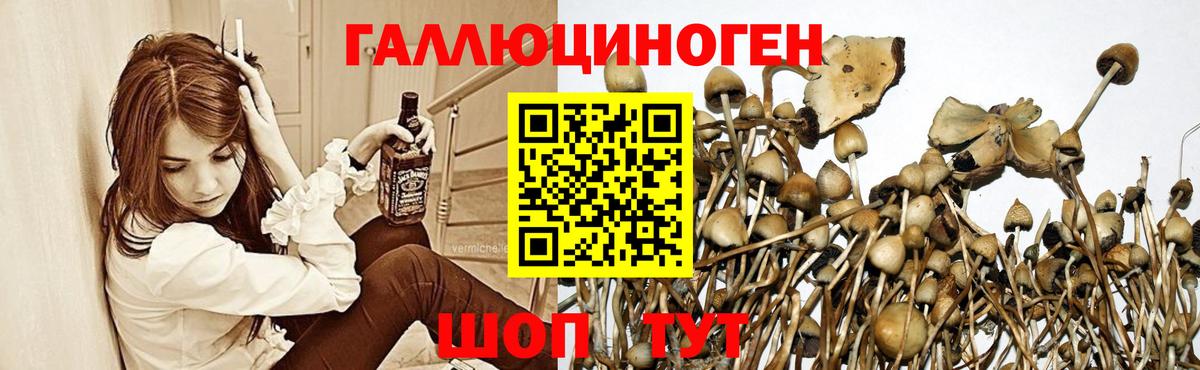 Галлюциногенные грибы прущие грибы  Вход с VPN  Люберцы  Галлюциногенные грибы Psilocybe 